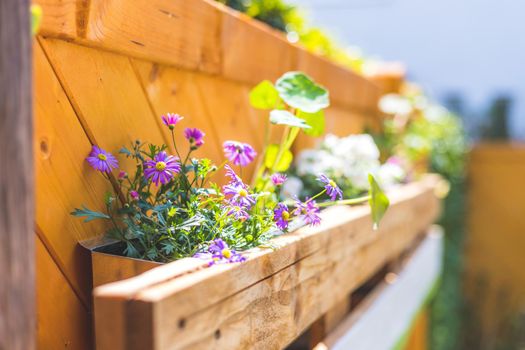 Spring flowers on self-made wooden flower box, euro palette