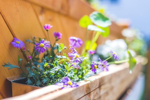 Spring flowers on self-made wooden flower box, euro palette