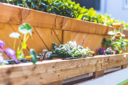 Spring flowers on self-made wooden flower box, euro palette