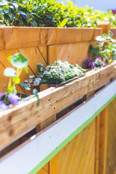 Spring flowers on self-made wooden flower box, euro palette