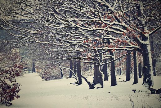 Winter landscape - frosty trees in the forest. Nature covered with snow. Beautiful seasonal natural background.