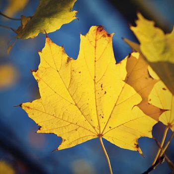 Autumn. Beautiful colorful leaves on trees in autumn time. Natural seasonal color background. 