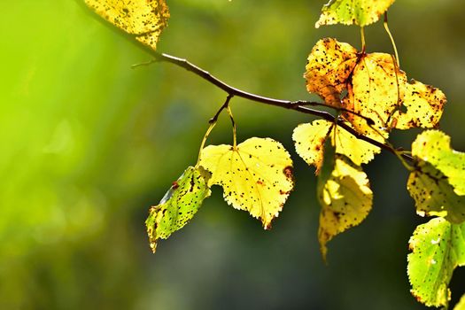 Autumn. Beautiful colorful leaves on trees in autumn time. Natural seasonal color background. 