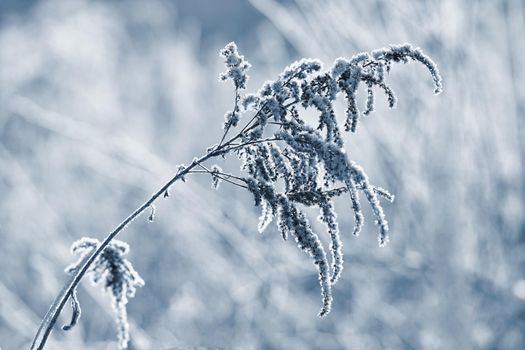 Frost and snow on branches. Beautiful winter seasonal  background. Photo of frozen nature.