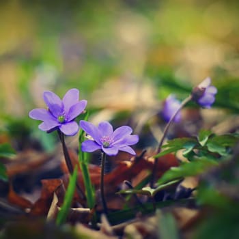 Spring flower. Beautiful blooming first small flowers in the forest. Hepatica. (Hepatica nobilis)