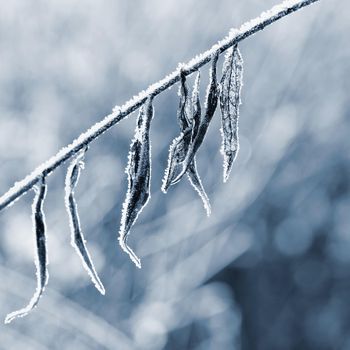 Frost and snow on branches. Beautiful winter seasonal  background. Photo of frozen nature.