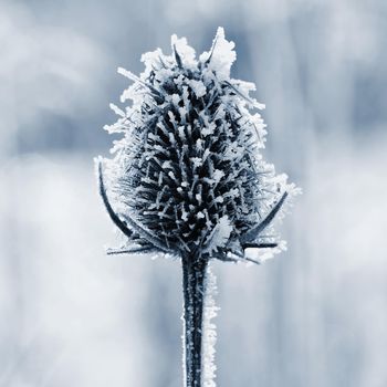 Frozen Onopordum acanthium .Frost on branches. Beautiful winter seasonal natural background.