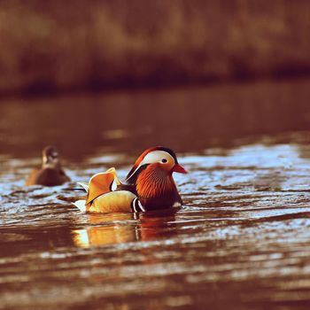 A colourful male mandarin duck. (Aix galericulata)