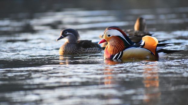 A colourful male mandarin duck. (Aix galericulata)