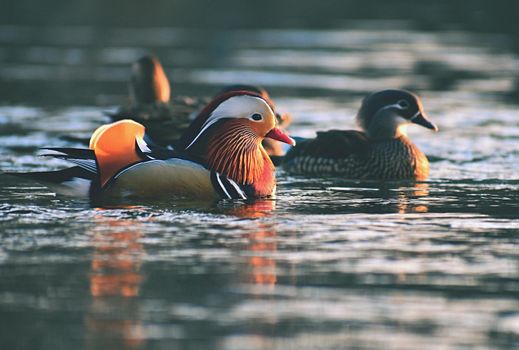 A colourful male mandarin duck. (Aix galericulata)