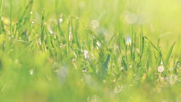 Nature - dew in the grass. Fresh green concept and abstract colorful background.