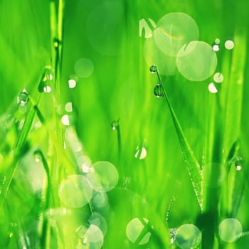 Nature - dew in the grass. Fresh green concept and abstract colorful background.