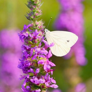 Beautiful blossom flowers with butterfly.  Nature scene with sun in Sunny day. Spring flowers. Abstract blurred colorful background in Springtime. 