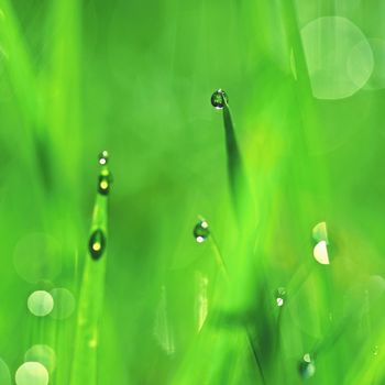 Nature - dew in the grass. Fresh green concept and abstract colorful background.