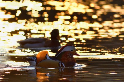 Closeup male mandarin duck (Aix galericulata) swimming on the water with reflection. A beautiful bird living in the wild.