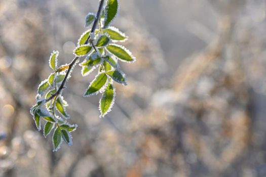 Winter landscape. Frost on branches. Beautiful winter seasonal natural background.