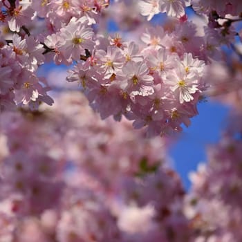 Spring background. Beautiful flowering tree with natural colors.