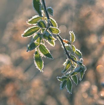 Winter landscape. Frost on branches. Beautiful winter seasonal natural background.