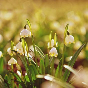 Spring snowflake flower (Leucojum vernum).
Beautiful white spring flower in forest. Colorful nature background.