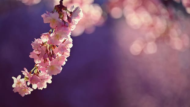 Spring background. Beautiful flowering tree with natural colors.