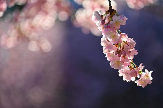 Spring background. Beautiful flowering tree with natural colors.