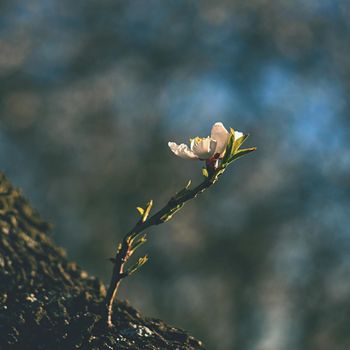 Spring tree. Beautiful flowering almond.