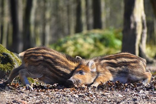 Animal - wild boar in the wild.