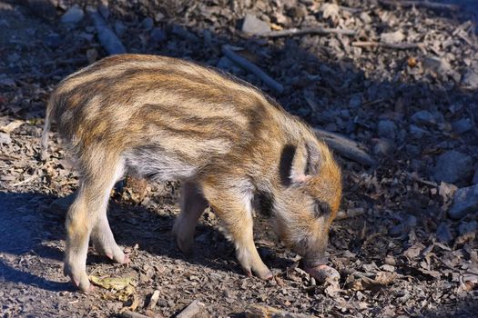 Animal - wild boar in the wild.