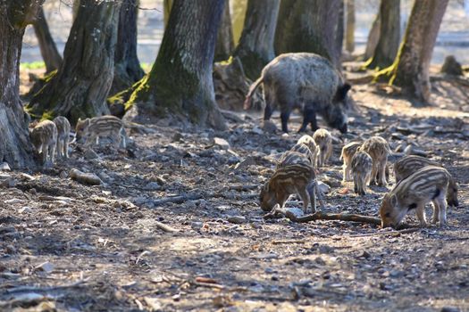 Animal - wild boar in the wild.