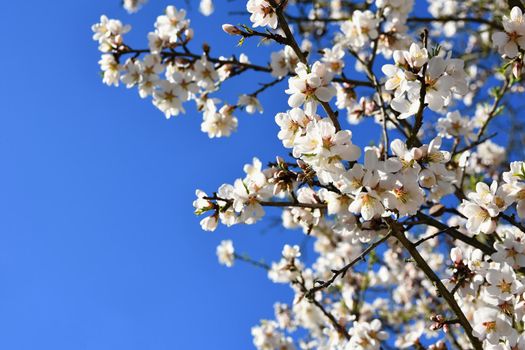 Spring tree. Beautiful flowering almond.