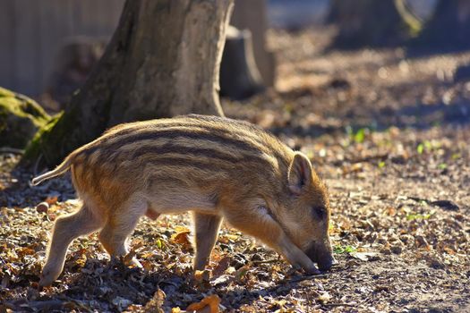 Animal - wild boar in the wild.