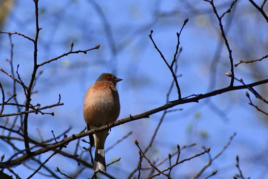 Beautiful bird on a tree branch in nature. Nuthatch. (Eurasian nuthatch)