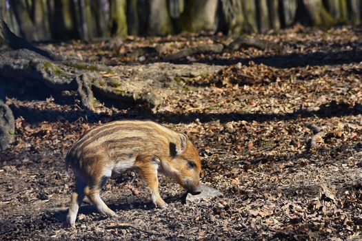 Animal - wild boar in the wild.