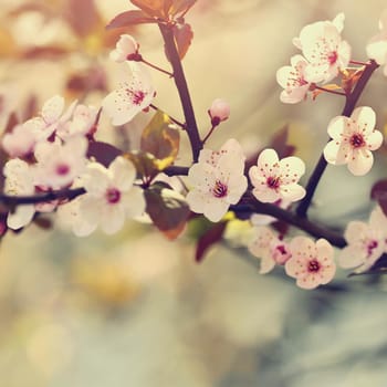 Beautiful flowering Japanese cherry - Sakura. Background with flowers on a spring day.