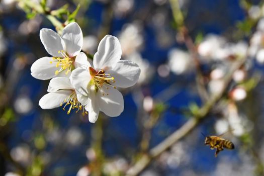 Spring background. Beautifully blossoming tree with bee. Flower in nature.