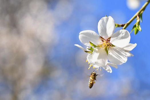 Spring background. Beautifully blossoming tree with bee. Flower in nature.