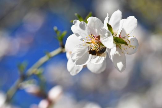 Spring background. Beautifully blossoming tree with bee. Flower in nature.