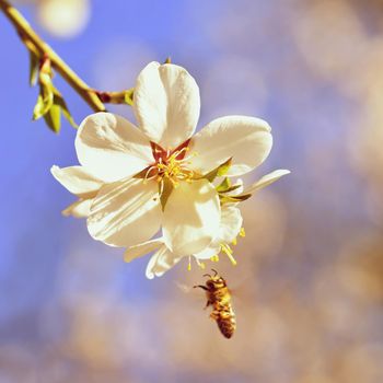 Spring background. Beautifully blossoming tree with bee. Flower in nature.