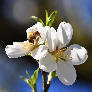 Spring background. Beautifully blossoming tree with bee. Flower in nature.