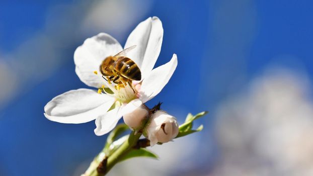 Spring background. Beautifully blossoming tree with bee. Flower in nature.