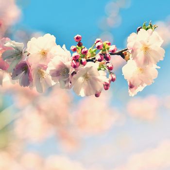 Beautiful blossom tree. Nature scene with sun in Sunny day. Spring flowers. Abstract blurred background in Springtime. 