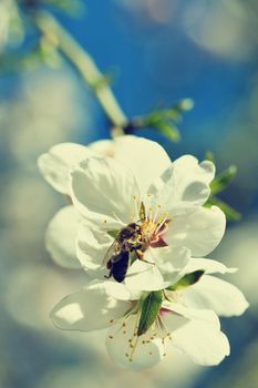 Spring background. Beautifully blossoming tree with bee. Flower in nature.