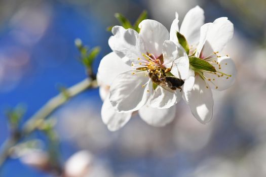 Spring background. Beautifully blossoming tree with bee. Flower in nature.