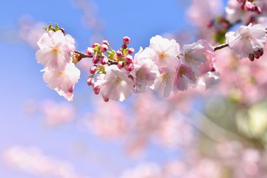 Beautiful blossom tree. Nature scene with sun in Sunny day. Spring flowers. Abstract blurred background in Springtime. 