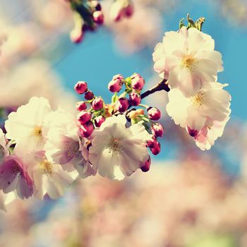 Beautiful blossom tree. Nature scene with sun in Sunny day. Spring flowers. Abstract blurred background in Springtime. 