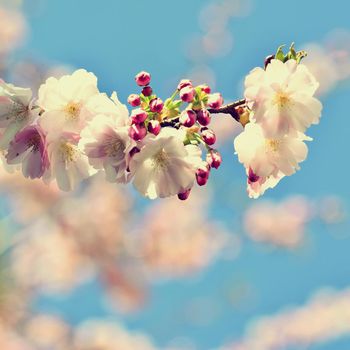 Beautiful blossom tree. Nature scene with sun in Sunny day. Spring flowers. Abstract blurred background in Springtime. 