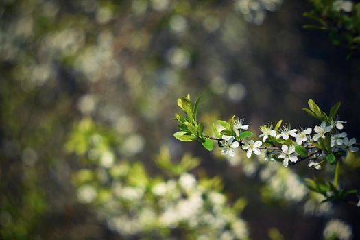 Old photo lens with beautiful background and rings - bokeh.. Blossom tree. Nature background. Sunny day. Spring flowers. Beautiful Orchard. Abstract blurred background. Springtime