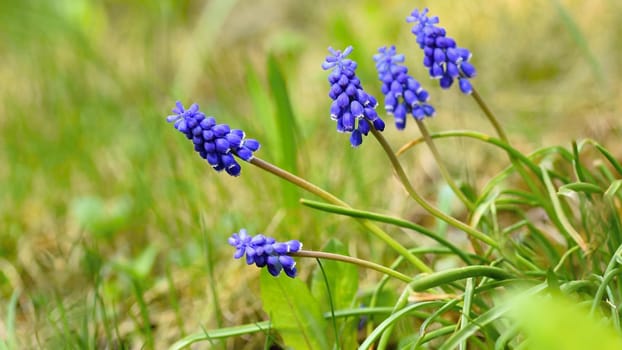 Beautiful spring blue flower grape hyacinth with sun and green grass. Macro shot of the garden with a natural blurred background.(Muscari armeniacum) 