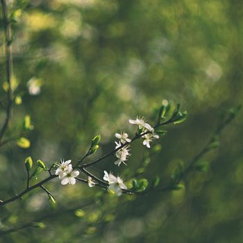 Old photo lens with beautiful background and rings - bokeh.. Blossom tree. Nature background. Sunny day. Spring flowers. Beautiful Orchard. Abstract blurred background. Springtime