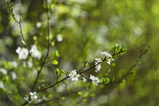 Old photo lens with beautiful background and rings - bokeh.. Blossom tree. Nature background. Sunny day. Spring flowers. Beautiful Orchard. Abstract blurred background. Springtime